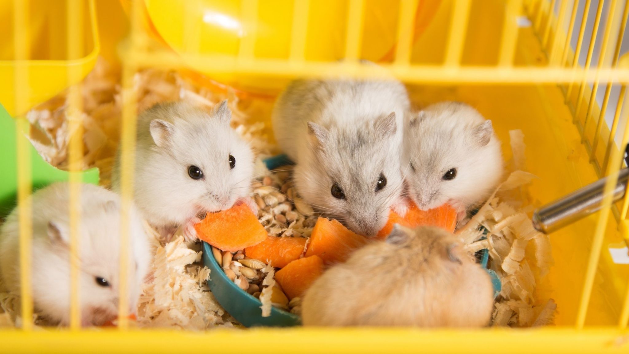 Can Hamsters Eat Snow Peas? Everything You Need to Know