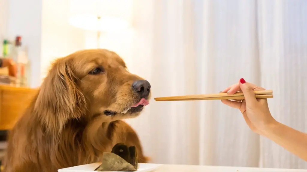 What Happens if a Dog Eats Pierogies