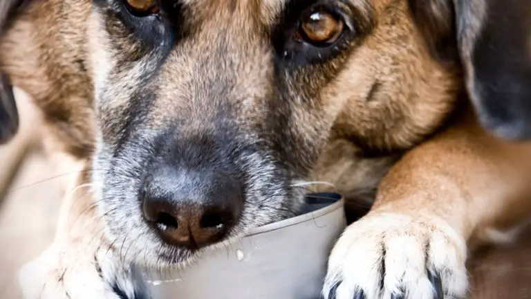Scallops in a dog’s bowl