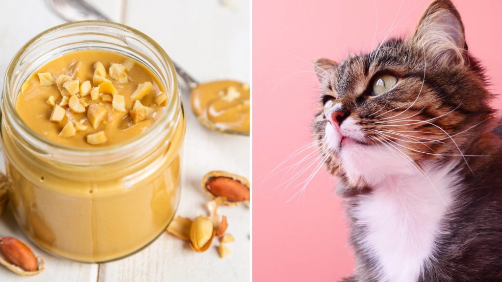 is peanut butter poisonous to cats?
