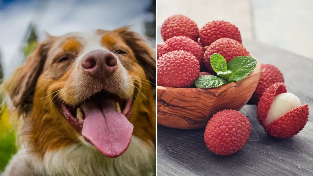 Will Lychee Fruit Make My Dog Sick