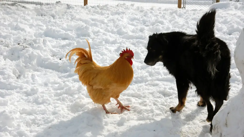 best dog breed to protect chickens