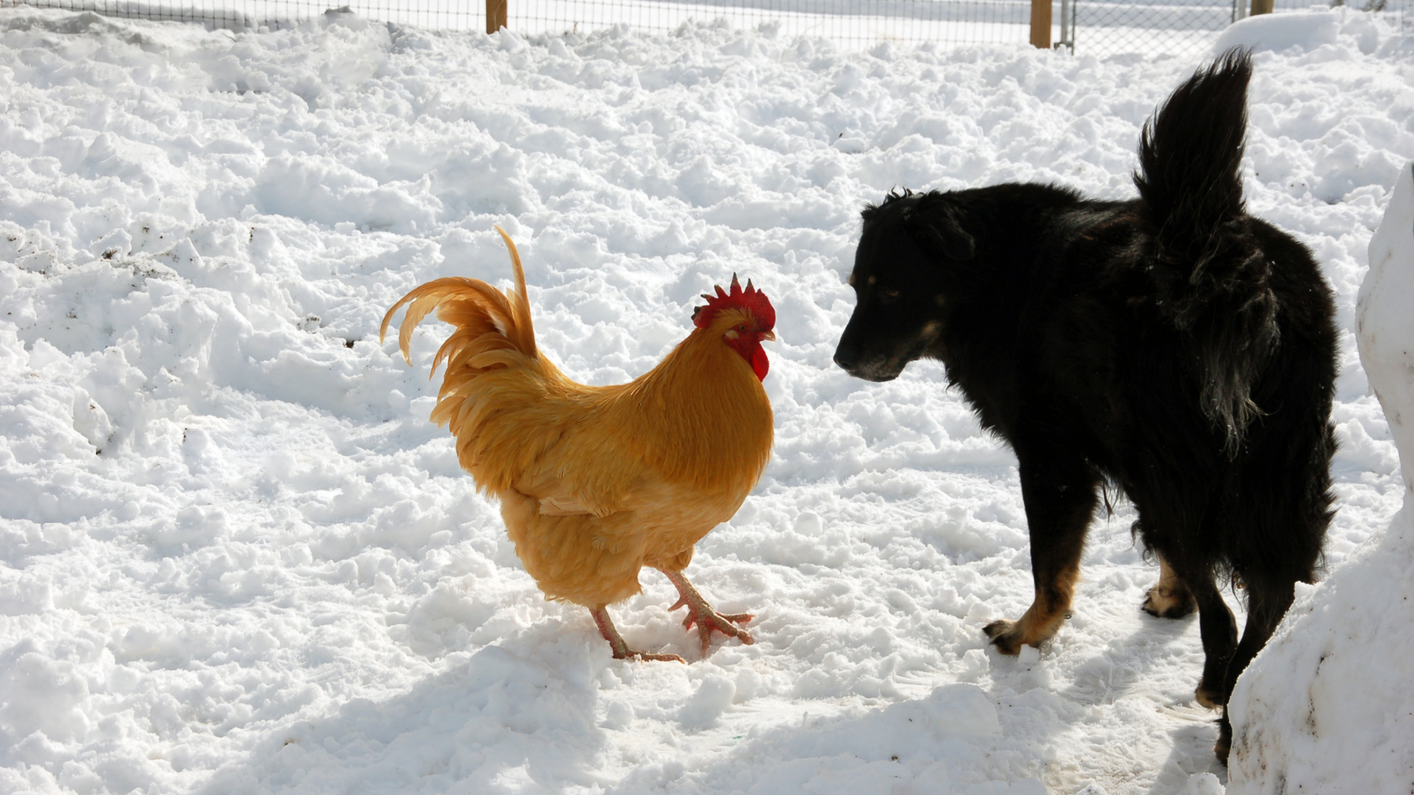 The Top 10 Best Dogs for Chickens