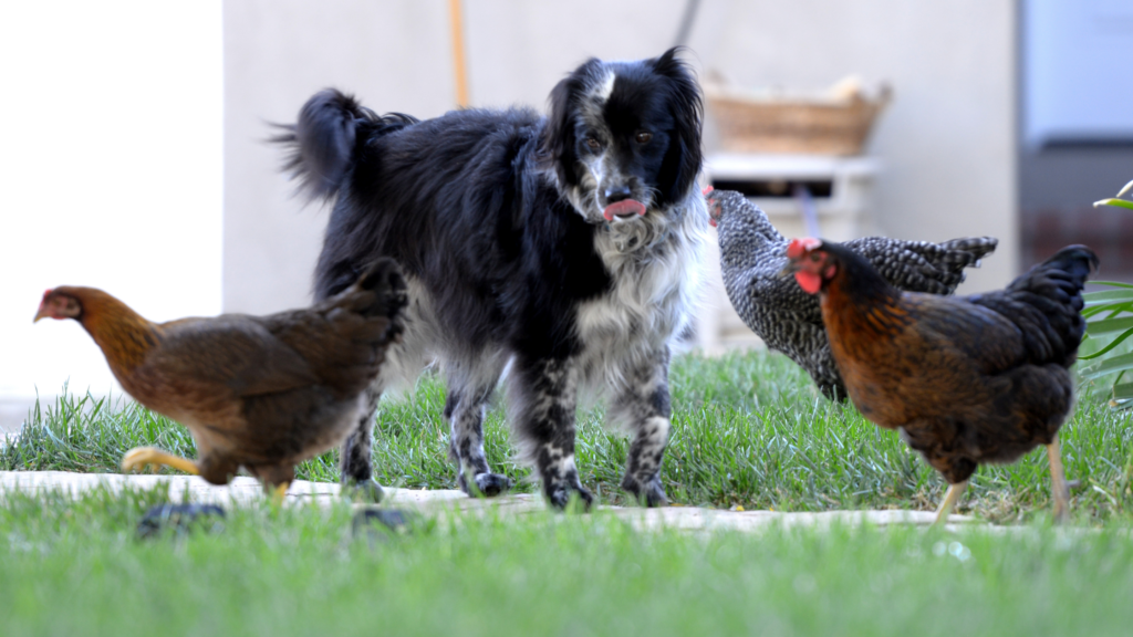 best dog breeds for herding chickens