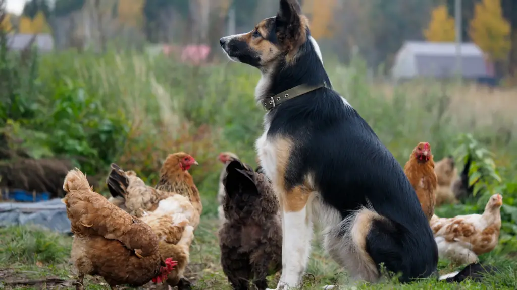 best dog breeds for protecting chickens