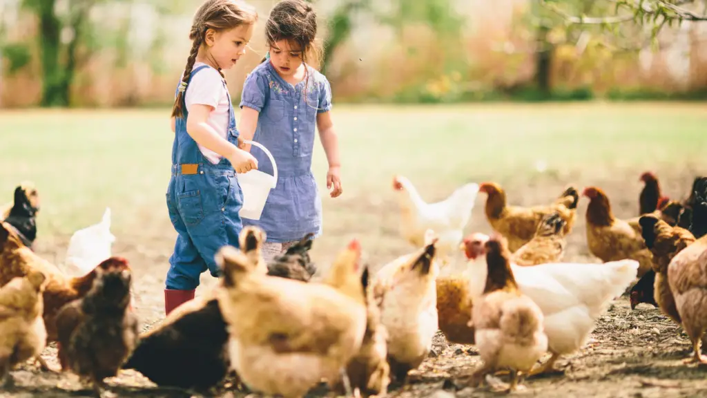 best farm dogs for chickens 2 Best Dogs for Chickens best farm dogs for chickens