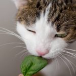 can cats eat spinach 7 can cats eat spinach can cats eat spinach
