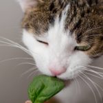 can cats eat spinach