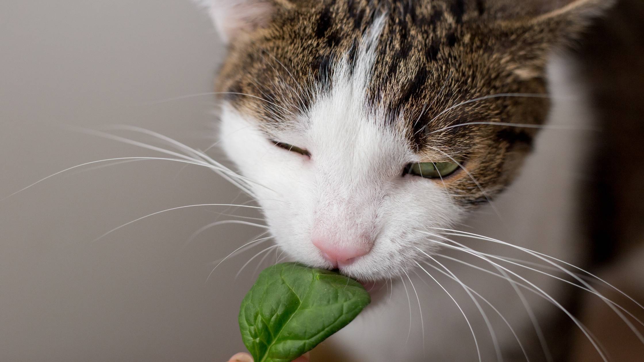 can cats eat spinach