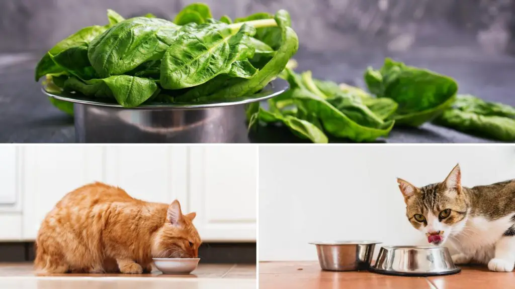 can cats eat spinach