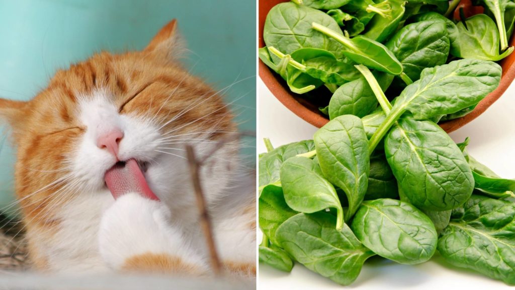 is spinach bad for cats