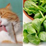 can cats eat spinach