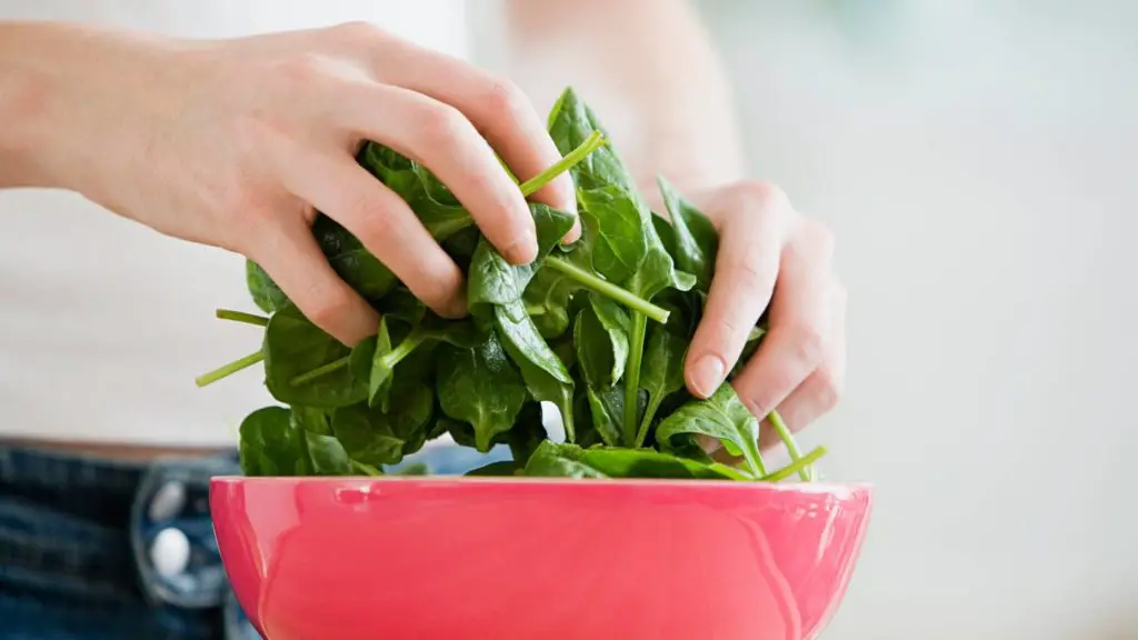 is spinach safe for cats 5 can cats eat spinach is spinach safe for cats