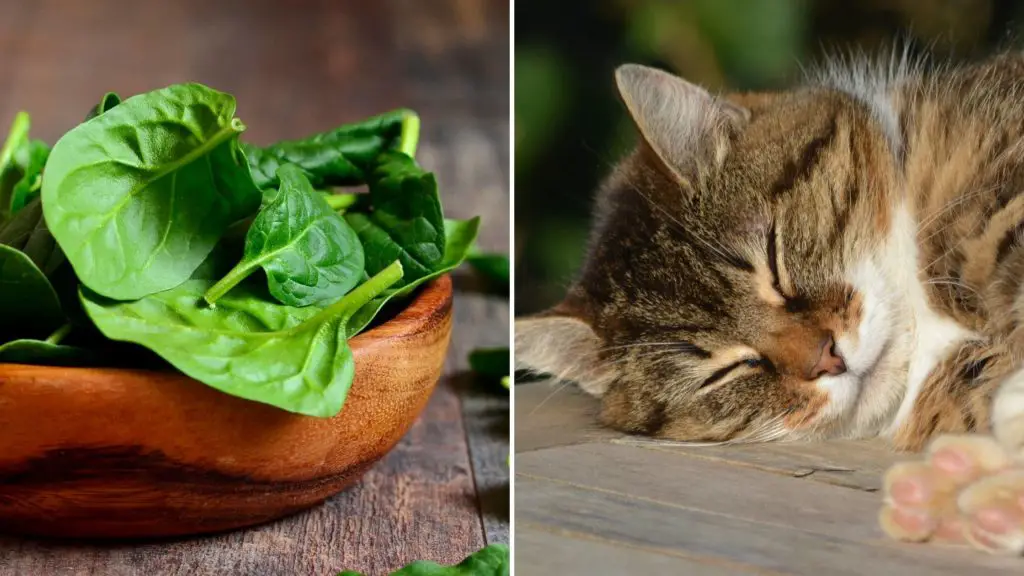 is spinach toxic to cats