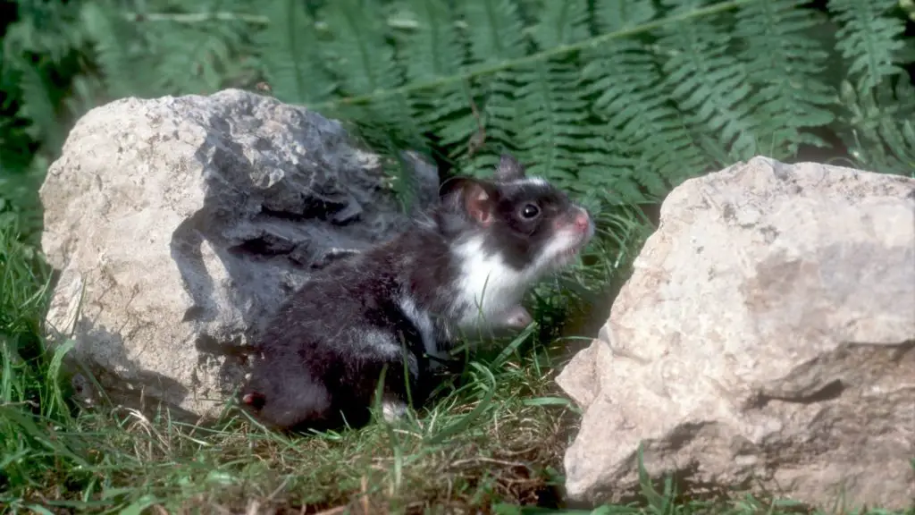 panda hamsters