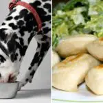 can dogs eat pierogies?