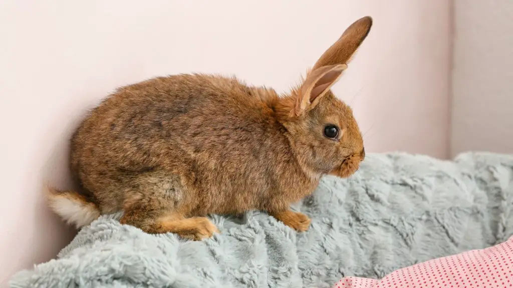 Bunnies 7 Bunnies