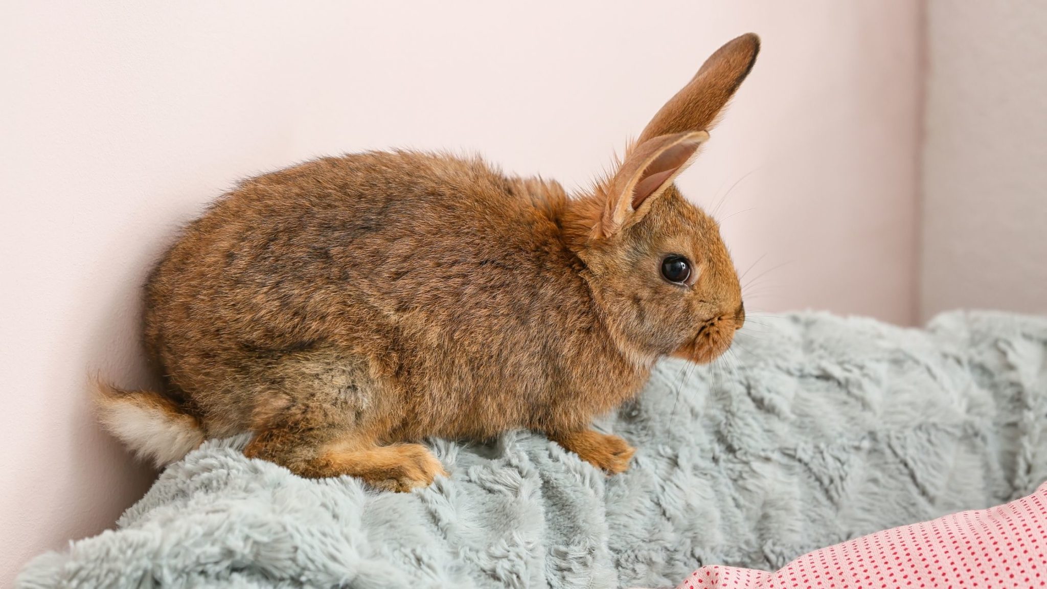 Best Pets for College Students