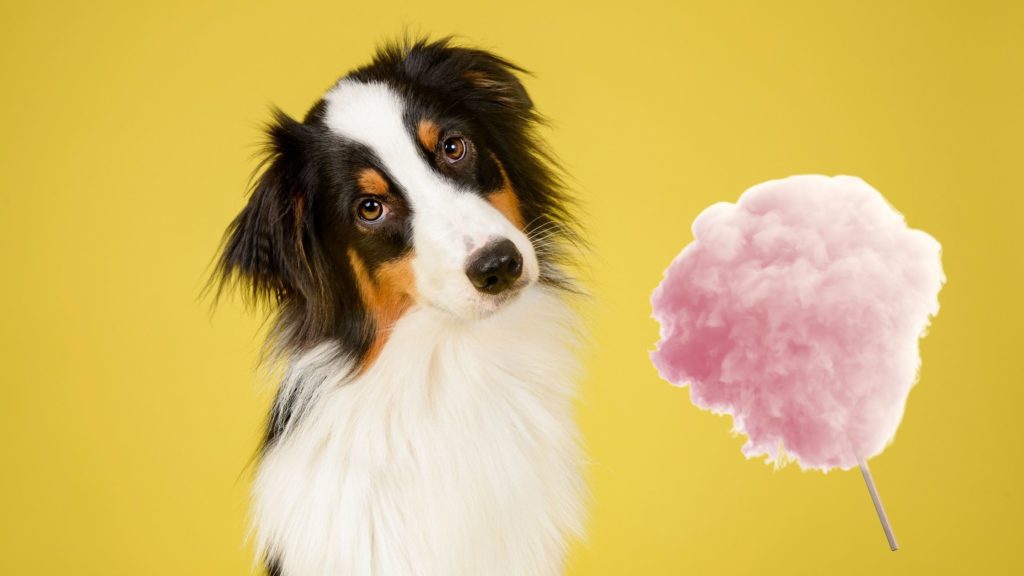 Can Dogs Eat Cotton Candy