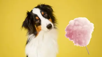 Can Dogs Eat Cotton Candy Everything You Need To Know