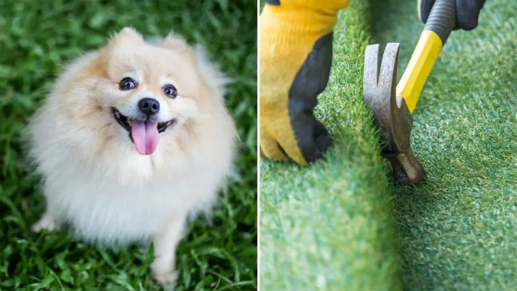Can Dogs be Allergic to Artificial Grass 2 4 Can Dogs be Allergic to Artificial Grass Can Dogs be Allergic to Artificial Grass (2)