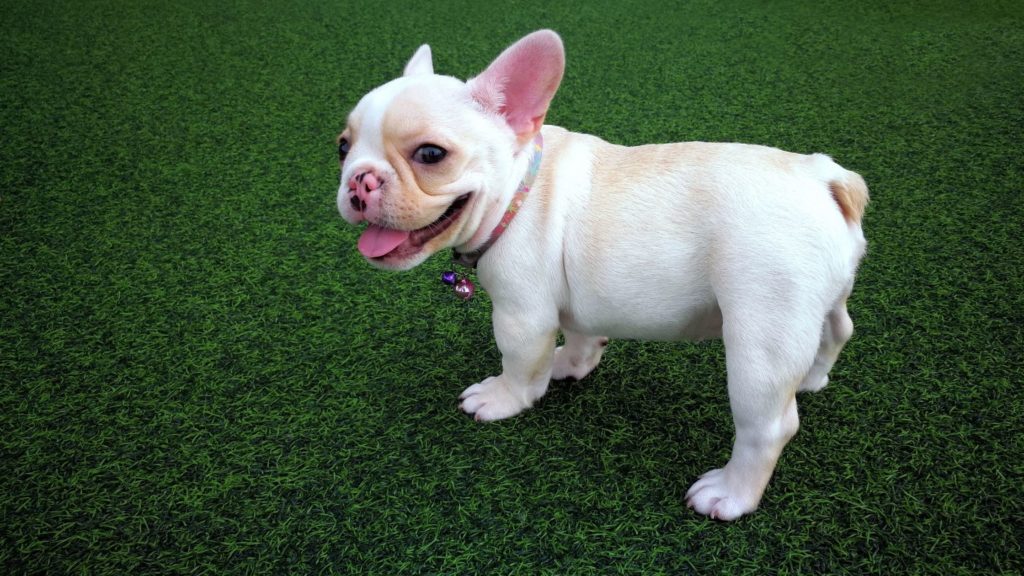 Reduce Grass Allergies for Dogs with Artificial Turf
