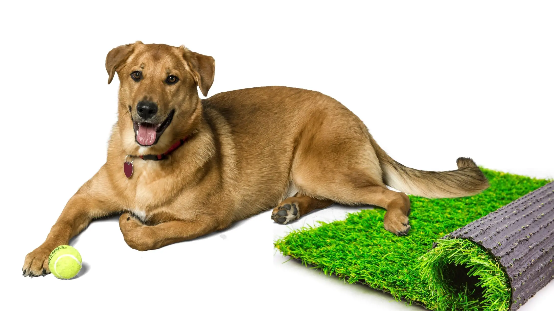 Can Dogs be Allergic to Artificial Grass