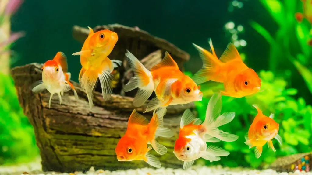 Fish 2 Fish