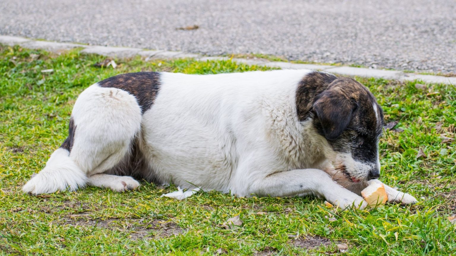 Can Dogs Eat French Toast? How Much French Toast Can Be Safe for Your Dogs?