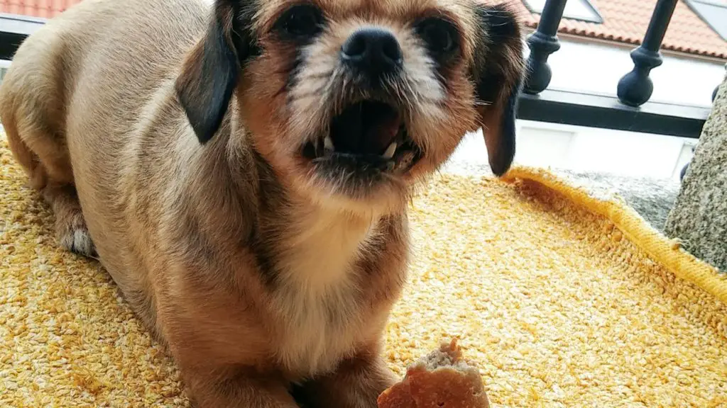 Is French Toast Bad for Dogs 6 Can Dogs Eat French Toast Is French Toast Bad for Dogs