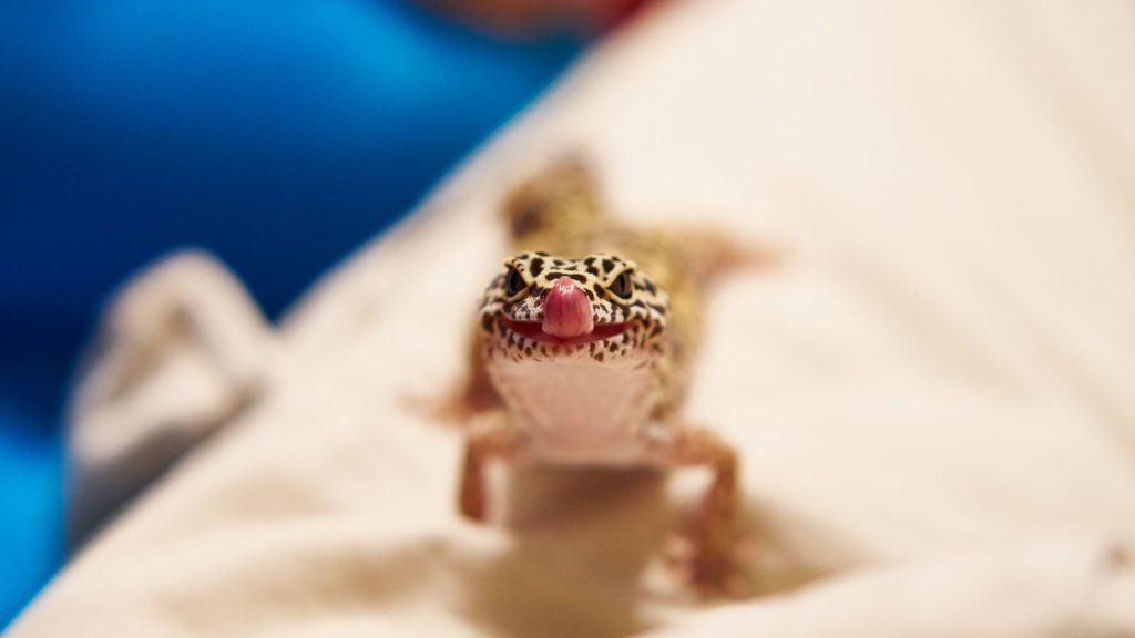Lizard 1 4 Lizard
