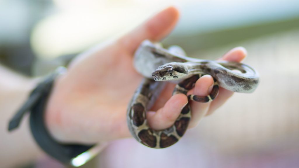Snake 5 Snakes