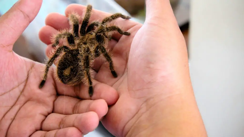 Tarantulas