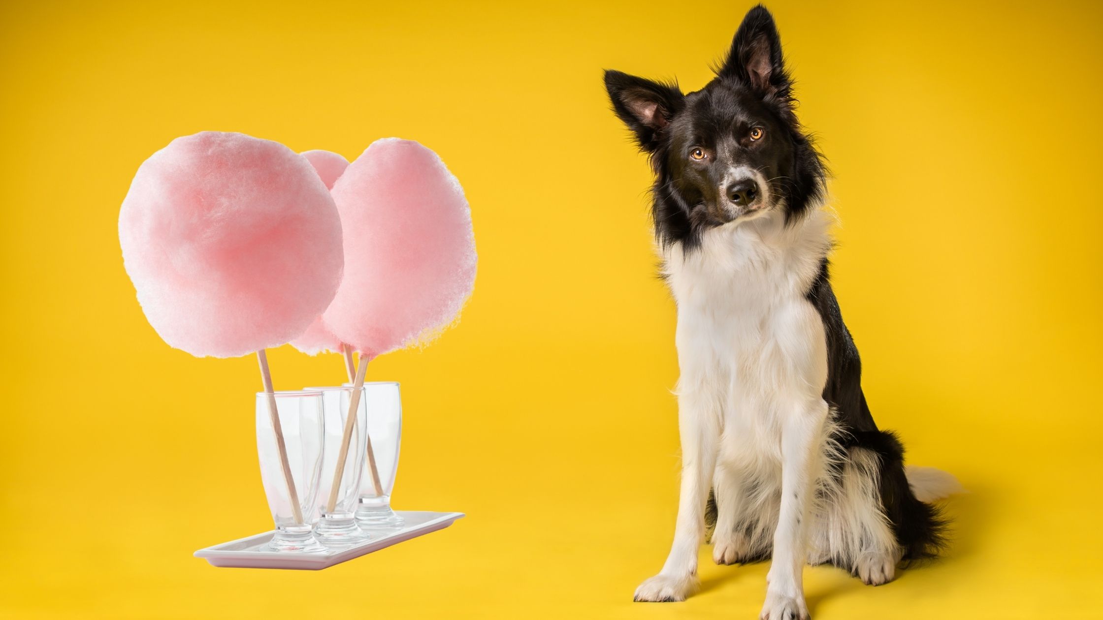 What Should I Do If My Dog Eats Cotton Candy