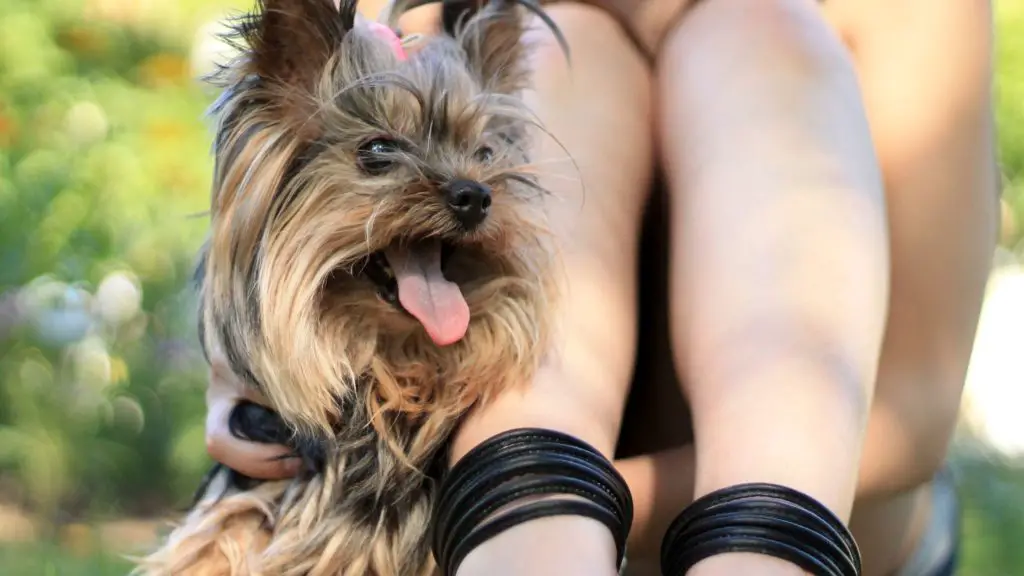Yorkshire Terrier 10 Yorkshire Terrier
