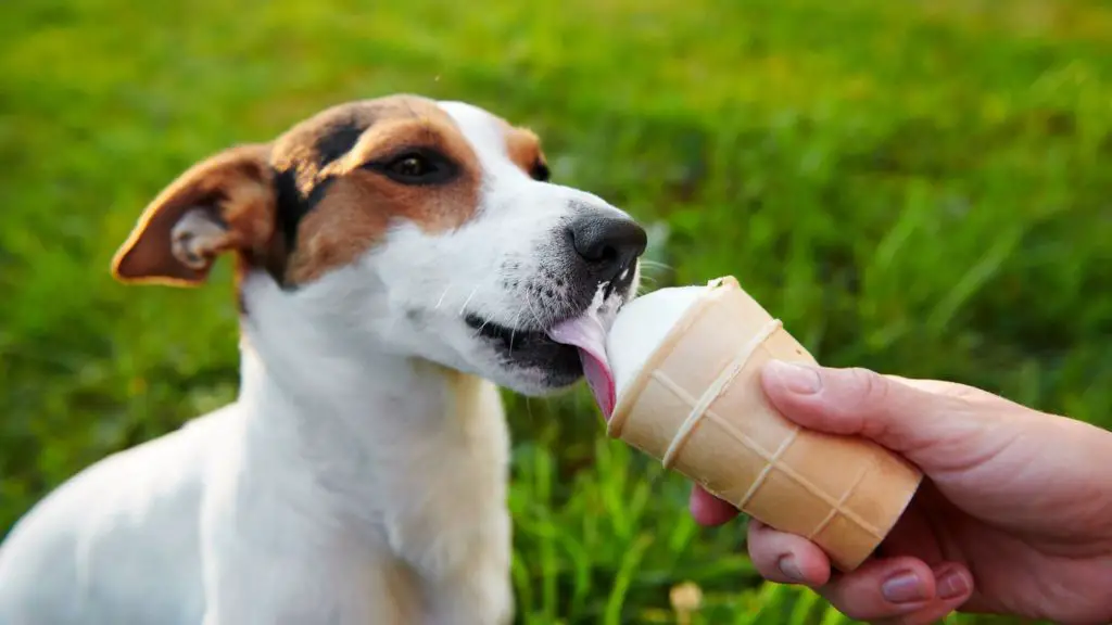 Alternatives to cool whip for dogs