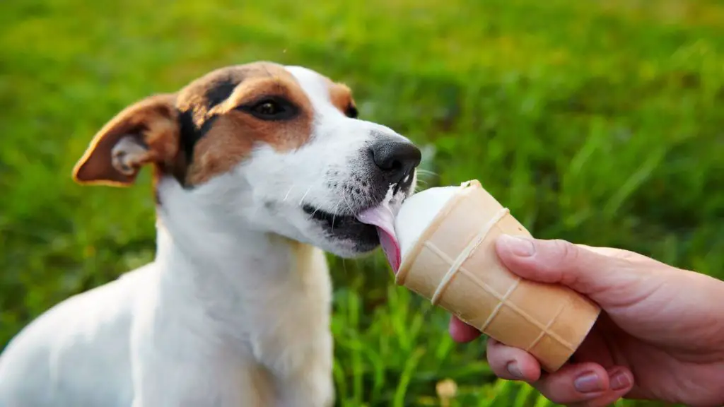 Alternatives to cool whip for dogs 4 can dogs eat cool whip Alternatives to cool whip for dogs