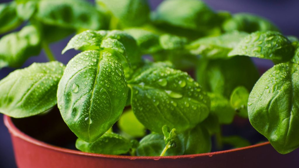 Are there any health benefits of basil for dogs?