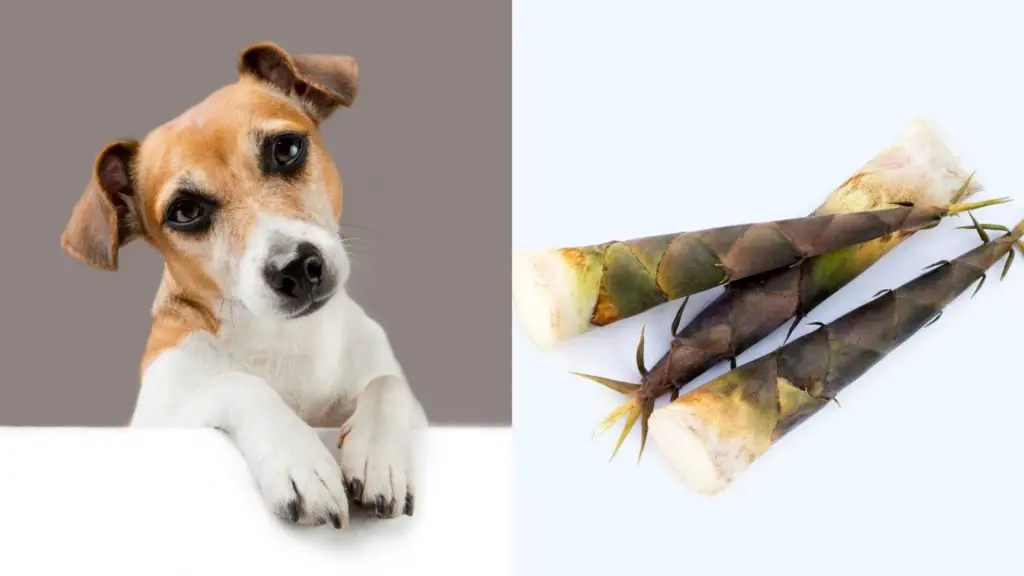 Can dogs eat bamboo shoots?