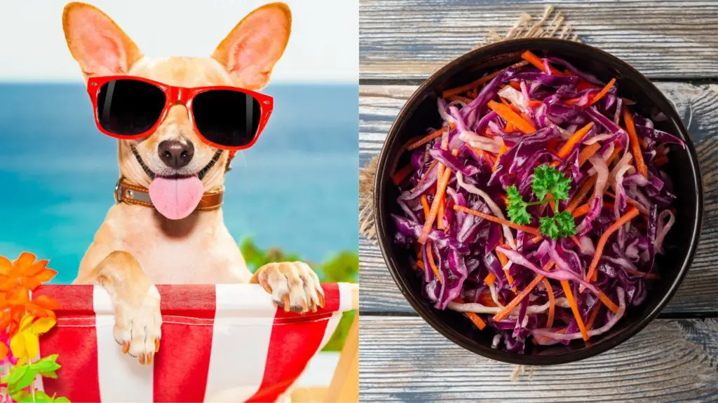 Can dogs eat coleslaw?