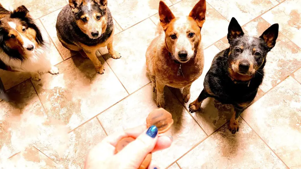 Can dogs eat peanut butter cookies?