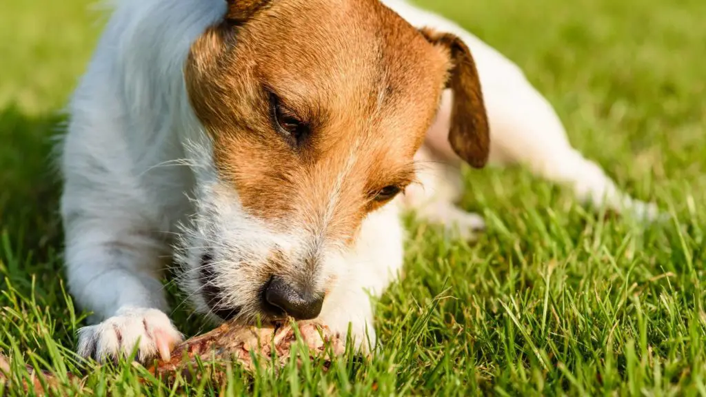 Can dogs eat prosciutto?