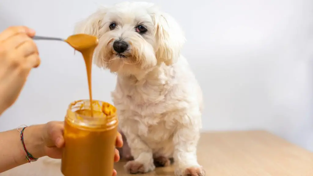 Can dogs actually eat peanut butter?