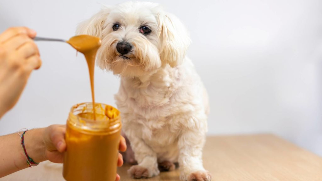 Can dogs actually eat peanut butter 5 can dogs eat peanut butter cookies Can dogs actually eat peanut butter?