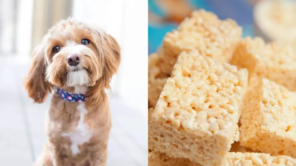 Can dogs eat Rice Krispie treats?