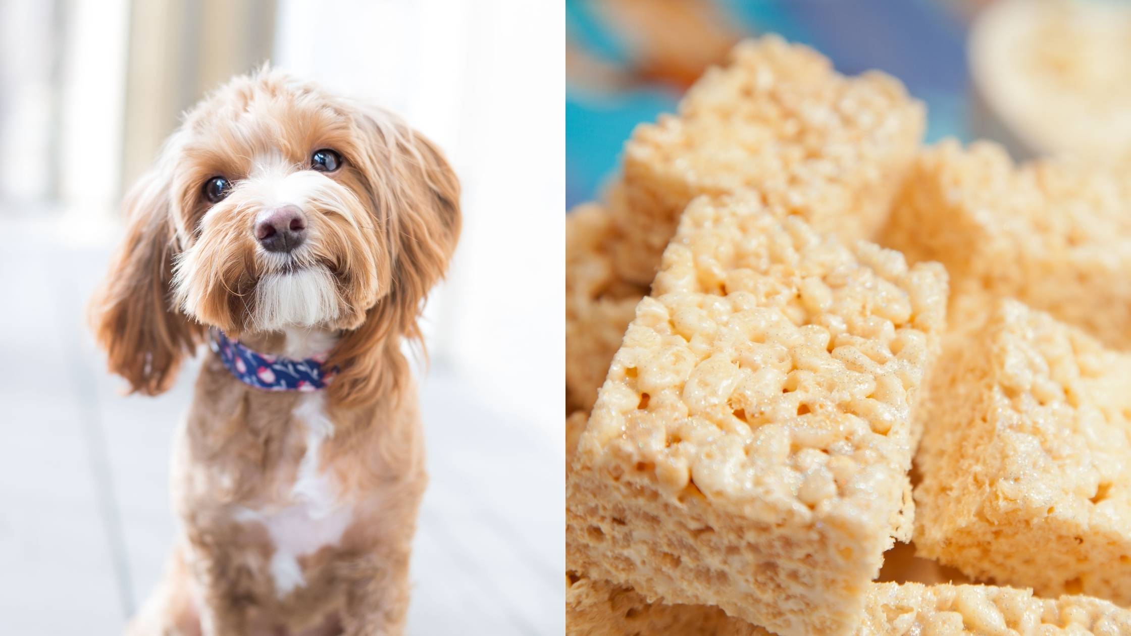 Can Dogs Eat Rice Krispies