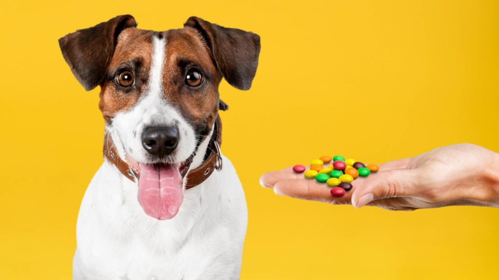 Can dogs eat Smarties?