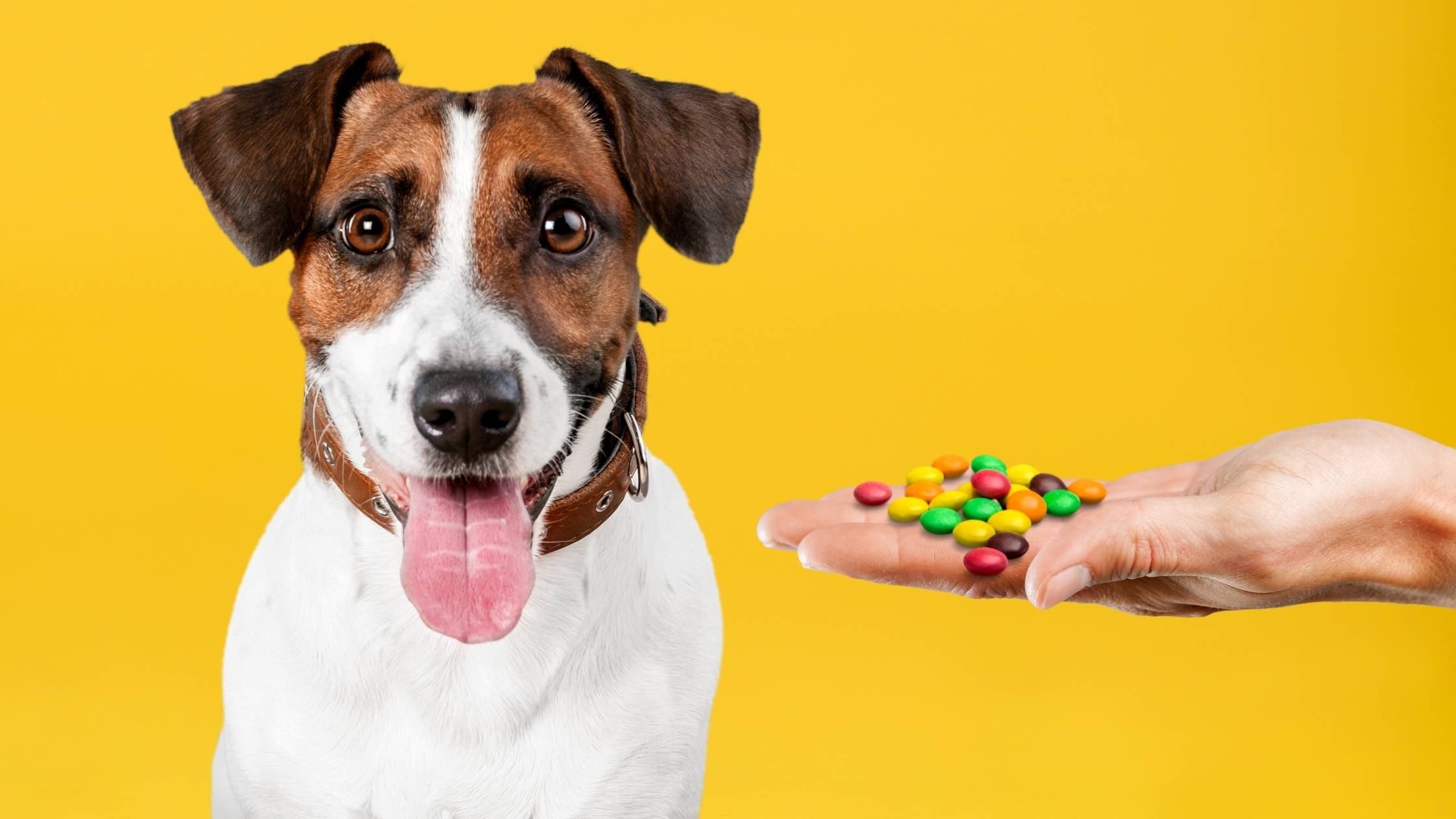 can dogs eat smarties