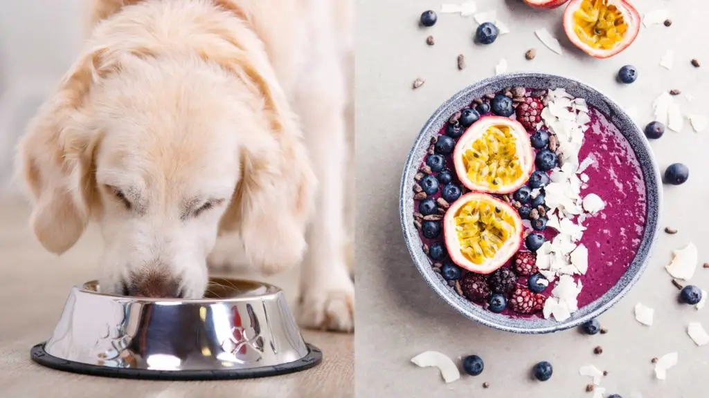 Can dogs eat acai bowls?