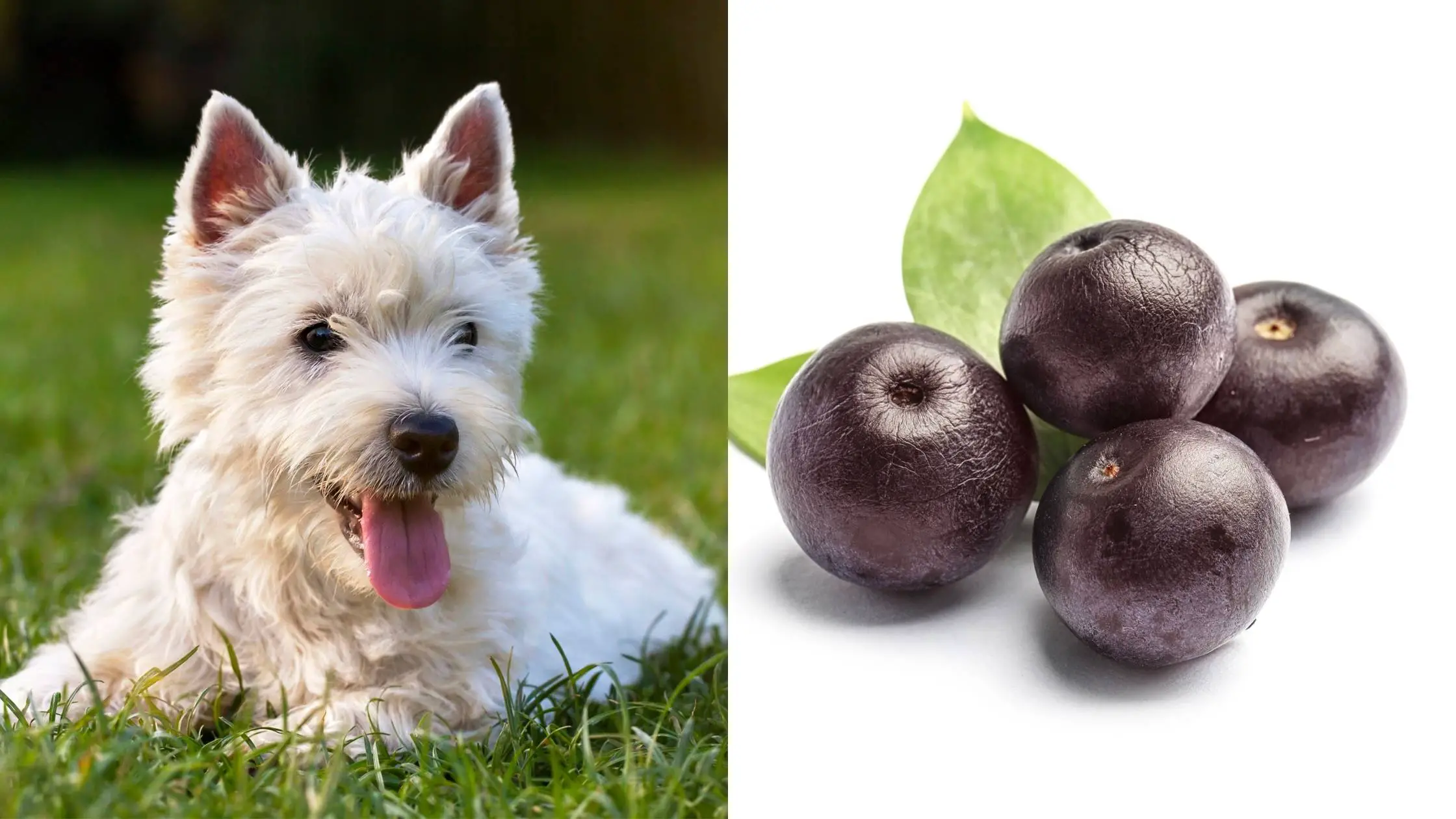 can dogs eat acai